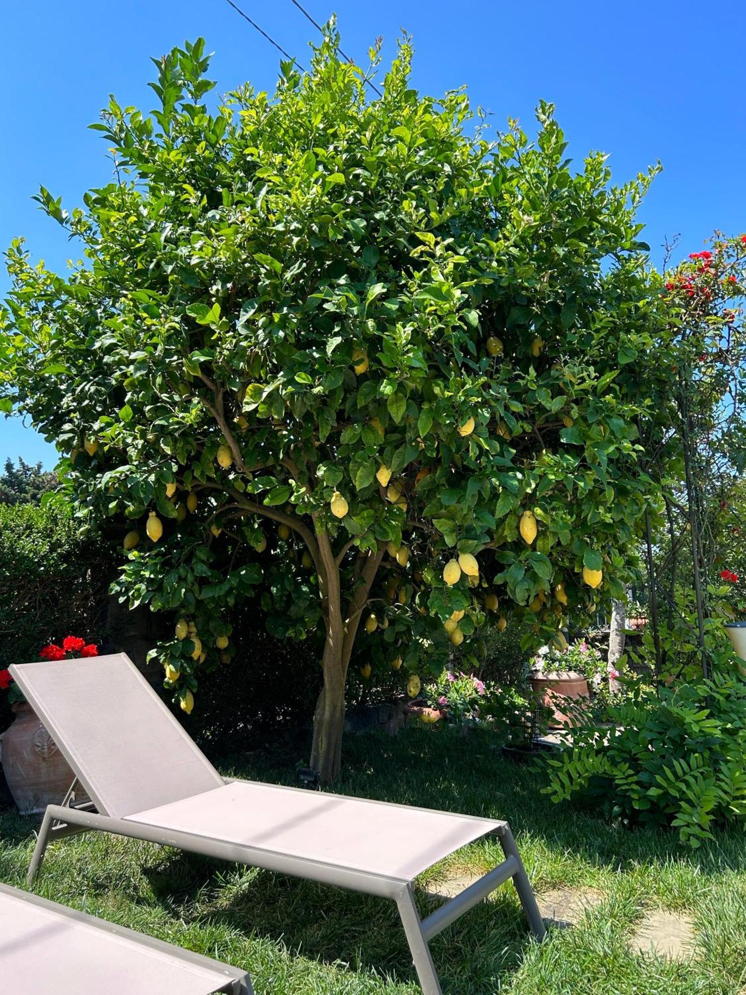 Maison Villa Angela Sant'Agata sui due Golfi Eksteriør billede